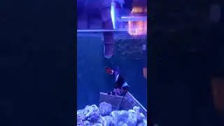 Salt water Aquarium | Lets feed😄 | Maroon clown