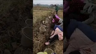 The three-lobed water chestnut is cultivated in this way which make the farmers rich. #waterchestnut