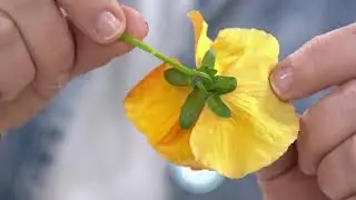 Hort Couture 6-Piece Garnish Pansy Plant Collection on QVC