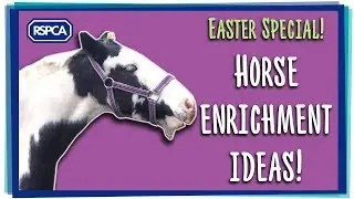 Easter Special - Horse enrichment ideas!