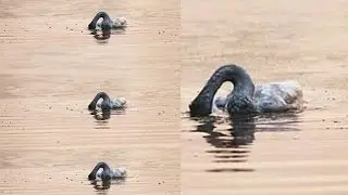 Animal suicide
