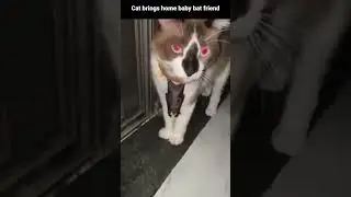 Kitty brings home baby bat friend #cute  #cat #bats
