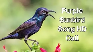 Purple Sunbird Song (HD Call Sound)