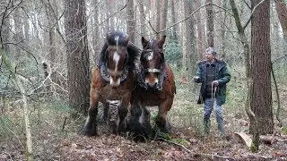 A team of 2 Belgian draft horses pull a long and heavy log