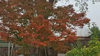 This is a Japanese Maple it has vibrant fall color, and is taller than my house.