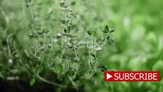 Tip 23 Harvesting Tips When & How to Pick Your Plants