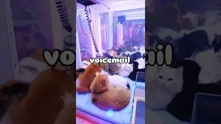 The Voicemail I Was Never Meant to Hear. #motivation #facts #redditstories #relatablecontent
