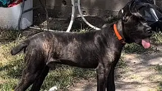 RAW FOOD RECIPE TO MAKE YOUR CANE CORSO GLOW + his weight at 6 months 👀