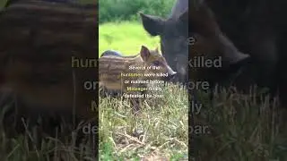 The Calydonian Boar Hunt #shorts