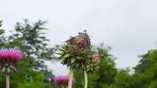 Birds that eat insects are called insectivores. Here are some future bird lunches.