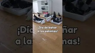 D&iacute;a de ba&ntilde;ar a las palomas #paloma #rescatedeanimales