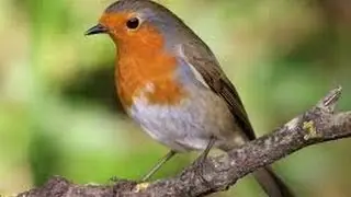 Chant du Rouge gorge au Printemps Erithacus rubecula - 2017