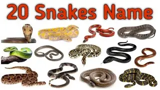 20 Snakes Name Hindi English| सांपों के नाम| Fun Snake Facts & Learning|Snakes For Kids|