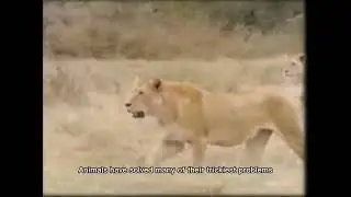 ABC&rsquo;s Wide World of Animals Video Learnings
