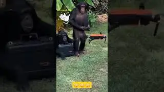 funny monkey, monkeys are flying drone #shorts