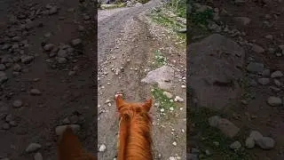 #horse #riding #mountains #manali #solang #valley #travel #shorts