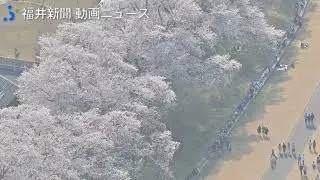 福井県で桜「満開」発表　足羽川河川敷、足羽山、丸岡城公園…上空からお花見　2022年4月
