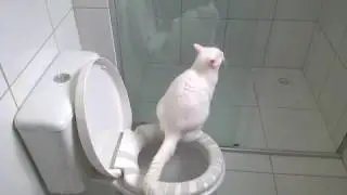 ENSINE SEU GATO, conhe&ccedil;a o gato Bino que faz coc&ocirc; no vaso sanit&aacute;rio