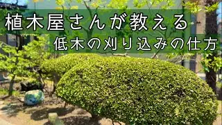 【植木屋が教える】低木の刈り込みの仕方