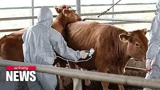 On-point: South Korea grapples with spread of bovine lumpy skin disease
