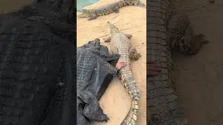 #crocodile Will this disguised crocodile bite#animals #share #reptiles #wildlife #zoo #music
