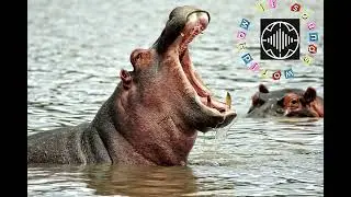 What does a hippo sound like? | Real hippo grunting sound