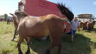 Iapă 3 ani dl. Vasile Turcu de la Humor