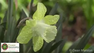 Flower Geometry International - Dean Marston 2016