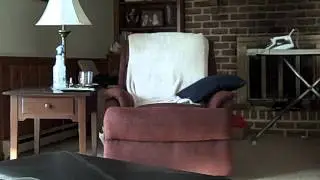More cat silliness