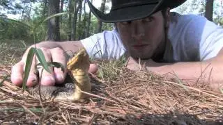 Eastern Hognose Snake