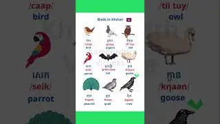 Birds in Khmer🇰🇭.Ep1      #រៀនខ្មែរ#birds #learnkhmer #khmerlanguage#language