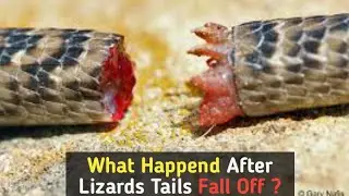 What Happend After Lizards Tails Fall Off