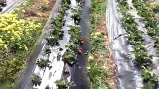 Humus concimazione fogliare fragola azienda biodinamica