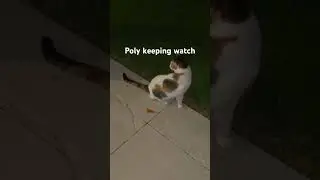 Poly the watcher #kitty #2023 #catlover #mycat #cutecat #fun #cute #kittycat #cat #funny #happy #1k