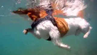 Swimming / Surfing dog - Bono (Jack Russell Terrier on holidays) UNDER WATER HD
