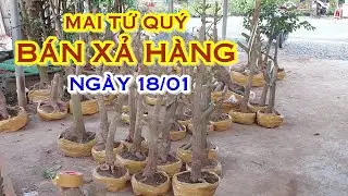 ANH BÌNH 📲 O921478539 - O9O3772578 GIÁ TỐT - MAI TỨ QUÝ GIAO LƯU NGÀY 18/01 