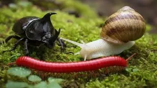 Beyond the Meeting : Long-Term Interactions of Millipedes, Snails, and Rhinoceros Beetles​ #insects 