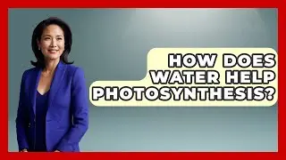 How Does Water Help Photosynthesis? - The Everyday Why