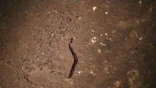 Ant pulls leg