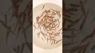 Нотропис радужный