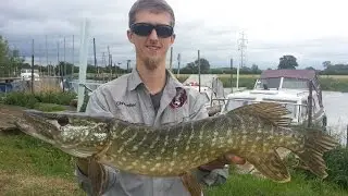 England trip 2015 - Part II (Pike, Perch & Chub on lure)