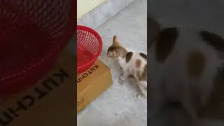 My Kitty #short #viral #petlovers #cat #petsandanimals #kitty