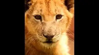 Lion Cub in training