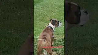 Deer to close   #youhavebeenwarned #phife #CastOfThePodNRG #CastOfThePod #deer #boxer #deerseason