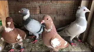 4 young  fighter Males kobter||fully fighter kobter Males #viralvideo #bird #video @abubaker6497 