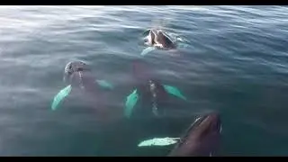 Deadly Whale Virus Found in Arctic for the First Time