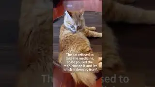 when ur cat refuses to take the medicine 💊  #catshorts #meditation #catreel