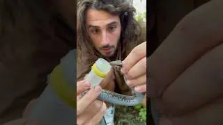 Extraire le venin d&rsquo;une vip&egrave;re !! 🩸😰