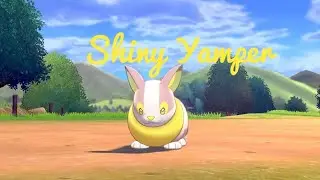[LIVE] Shiny Yamper  after 366 Wild encounters Pokemon Sword