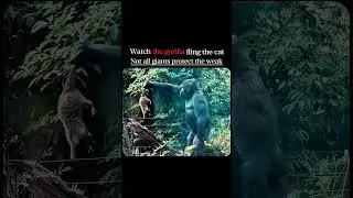 Gorilla vs cat : You won't believe what happens next !...|| #shorts #gorilla